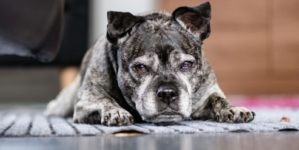 Tears as Dog Abandoned in Apartment With Heartless Note: ‘I No Longer Want’