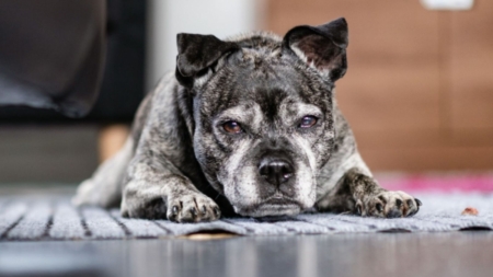 Tears as Dog Abandoned in Apartment With Heartless Note: ‘I No Longer Want’