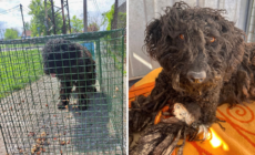 I Adopted a Nervous Dog—I Can’t Believe What She Did on Her First Day