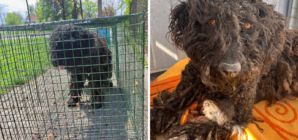 I  Adopted a Nervous Dog—I Can’t Believe What She Did on Her First Day