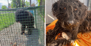 I  Adopted a Nervous Dog—I Can’t Believe What She Did on Her First Day