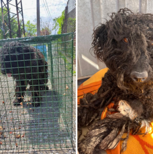 I  Adopted a Nervous Dog—I Can’t Believe What She Did on Her First Day