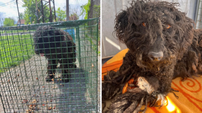 I  Adopted a Nervous Dog—I Can’t Believe What She Did on Her First Day