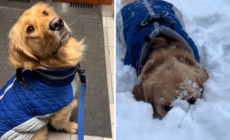 Does Your Dog Love the Snow? Expert Says There Could Be a Key Reason Why