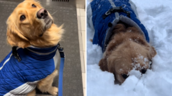 Does Your Dog Love the Snow? Expert Says There Could Be a Key Reason Why