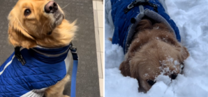 Does Your Dog Love the Snow? Expert Says There Could Be a Key Reason Why