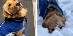 Does Your Dog Love the Snow? Expert Says There Could Be a Key Reason Why