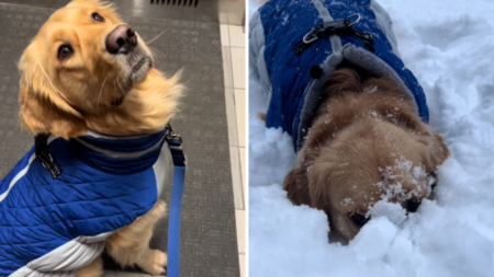 Does Your Dog Love the Snow? Expert Says There Could Be a Key Reason Why
