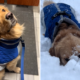 Does Your Dog Love the Snow? Expert Says There Could Be a Key Reason Why