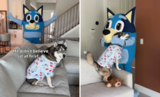 Husky Obsessed With ‘Bluey’ Turns 7—What Owners Do Has Internet in Tears