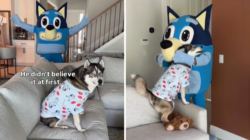 Husky Obsessed With ‘Bluey’ Turns 7—What Owners Do Has Internet in Tears