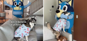 Husky Obsessed With ‘Bluey’ Turns 7—What Owners Do Has Internet in Tears
