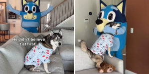 Husky Obsessed With ‘Bluey’ Turns 7—What Owners Do Has Internet in Tears