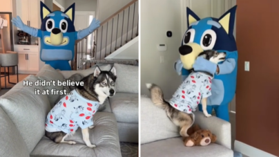 Husky Obsessed With ‘Bluey’ Turns 7—What Owners Do Has Internet in Tears