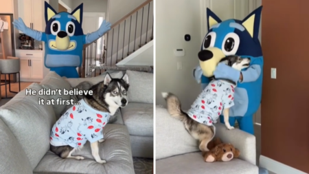 Husky Obsessed With ‘Bluey’ Turns 7—What Owners Do Has Internet in Tears