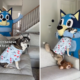 Husky Obsessed With ‘Bluey’ Turns 7—What Owners Do Has Internet in Tears