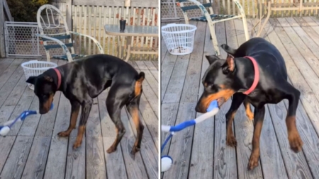 Dog Surrendered to Shelter Just Before Christmas—Reason Breaks Hearts