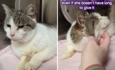 Tears as 15-year-old cat in shelter over Thanksgiving, and now Christmas