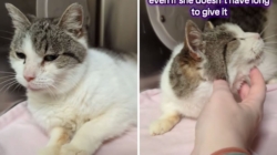 Tears as 15-year-old cat in shelter over Thanksgiving, and now Christmas