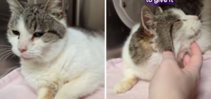 Tears as 15-year-old cat in shelter over Thanksgiving, and now Christmas