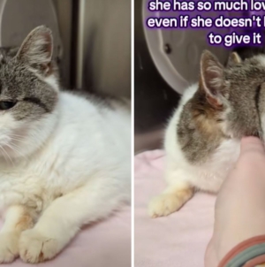 Tears as 15-year-old cat in shelter over Thanksgiving, and now Christmas