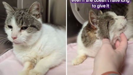 Tears as 15-year-old cat in shelter over Thanksgiving, and now Christmas