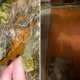 Dog Ruins Carpet—What’s Underneath Ends Up Being the Best Christmas Present