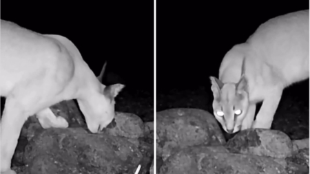 ‘Critically Endangered’ Apex Predator Caught on Trail Cam in Rare Sighting