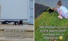 Young Pregnant Cat Shows Up on Woman’s Step, What Follows Melts Hearts