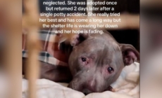 Senior Dog Adopted, Returned to Shelter 2 Days Later for Shocking Reason