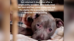 Senior Dog Adopted, Returned to Shelter 2 Days Later for Shocking Reason