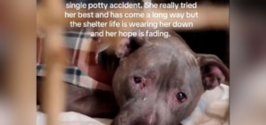 Senior Dog Adopted, Returned to Shelter 2 Days Later for Shocking Reason