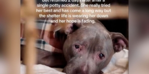 Senior Dog Adopted, Returned to Shelter 2 Days Later for Shocking Reason