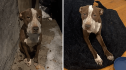 Man Finds ‘Gentle Soul’ Hiding Behind the Trash, What Follows Warms Hearts