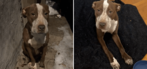 Man Finds ‘Gentle Soul’ Hiding Behind the Trash, What Follows Warms Hearts