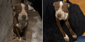 Man Finds ‘Gentle Soul’ Hiding Behind the Trash, What Follows Warms Hearts