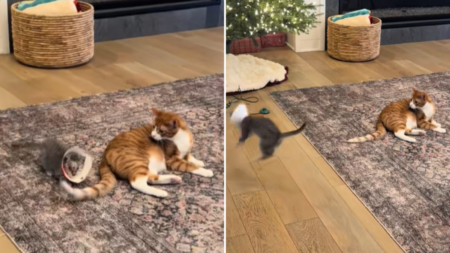 How Blind Foster Kitten Looks for Her ‘Playmate’ After Having Eyes Removed