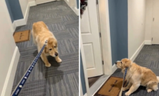Golden Retriever Refuses To Go Out—Then Owner Realizes Who Is Home