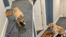 Golden Retriever Refuses To Go Out—Then Owner Realizes Who Is Home