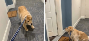 Golden Retriever Refuses To Go Out—Then Owner Realizes Who Is Home
