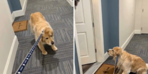 Golden Retriever Refuses To Go Out—Then Owner Realizes Who Is Home