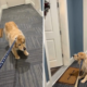 Golden Retriever Refuses To Go Out—Then Owner Realizes Who Is Home