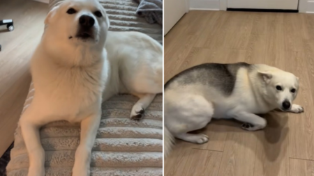 Husky Mix Greets Owner at Door but There’s a Problem: ‘Acting Suspicious’