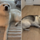 Husky Mix Greets Owner at Door but There’s a Problem: ‘Acting Suspicious’