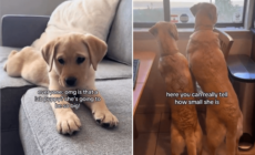Couple Told Labrador Puppy Will Be ‘So Big,’ What She Grows Into Goes Viral