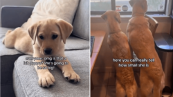 Couple Told Labrador Puppy Will Be ‘So Big,’ What She Grows Into Goes Viral