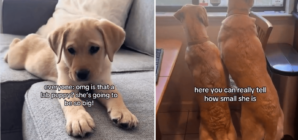 Couple Told Labrador Puppy Will Be ‘So Big,’ What She Grows Into Goes Viral