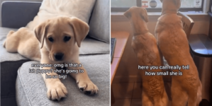 Couple Told Labrador Puppy Will Be ‘So Big,’ What She Grows Into Goes Viral