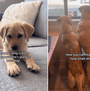 Couple Told Labrador Puppy Will Be ‘So Big,’ What She Grows Into Goes Viral