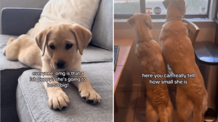 Couple Told Labrador Puppy Will Be ‘So Big,’ What She Grows Into Goes Viral